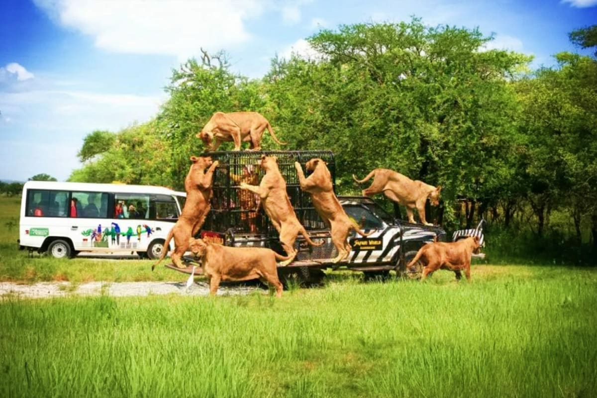 Lions surrounding a safari vehicle with tourists inside during a drive-through wildlife tour in Thailand