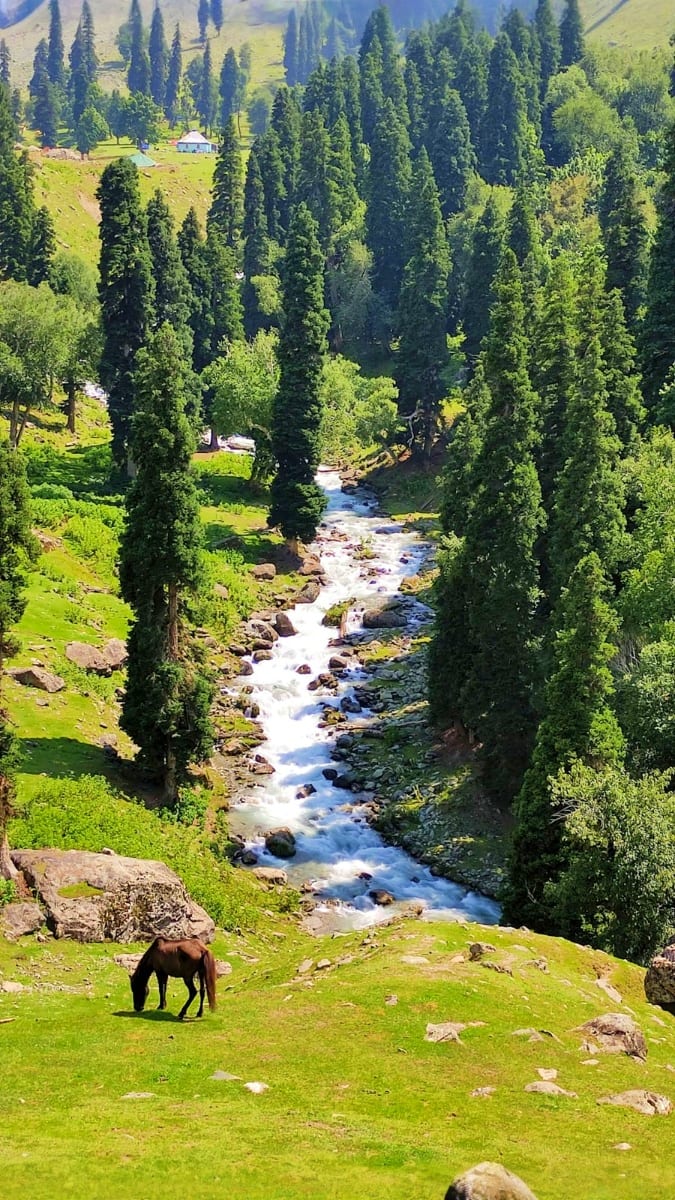 Mountain valley with flowing stream, tall cypress trees, and grazing horse on green meadow in Kashmir