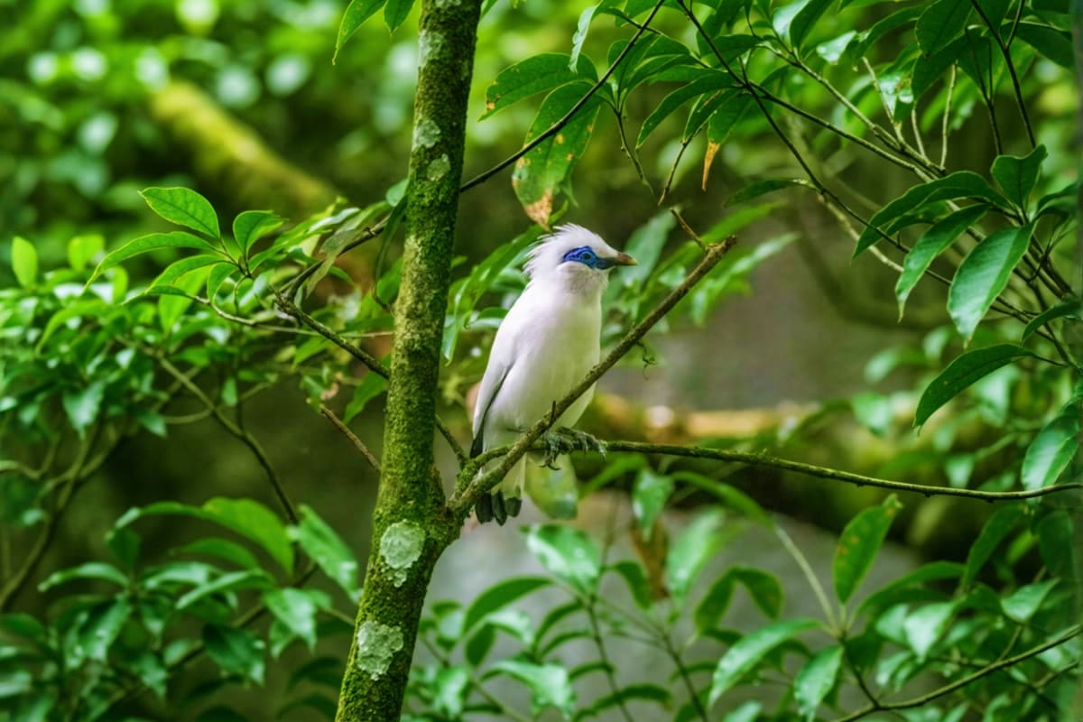 Bali Bird Park White bird with blue eye patch perched on moss-covered branch surrounded by green foliage at Bali Bird Park
