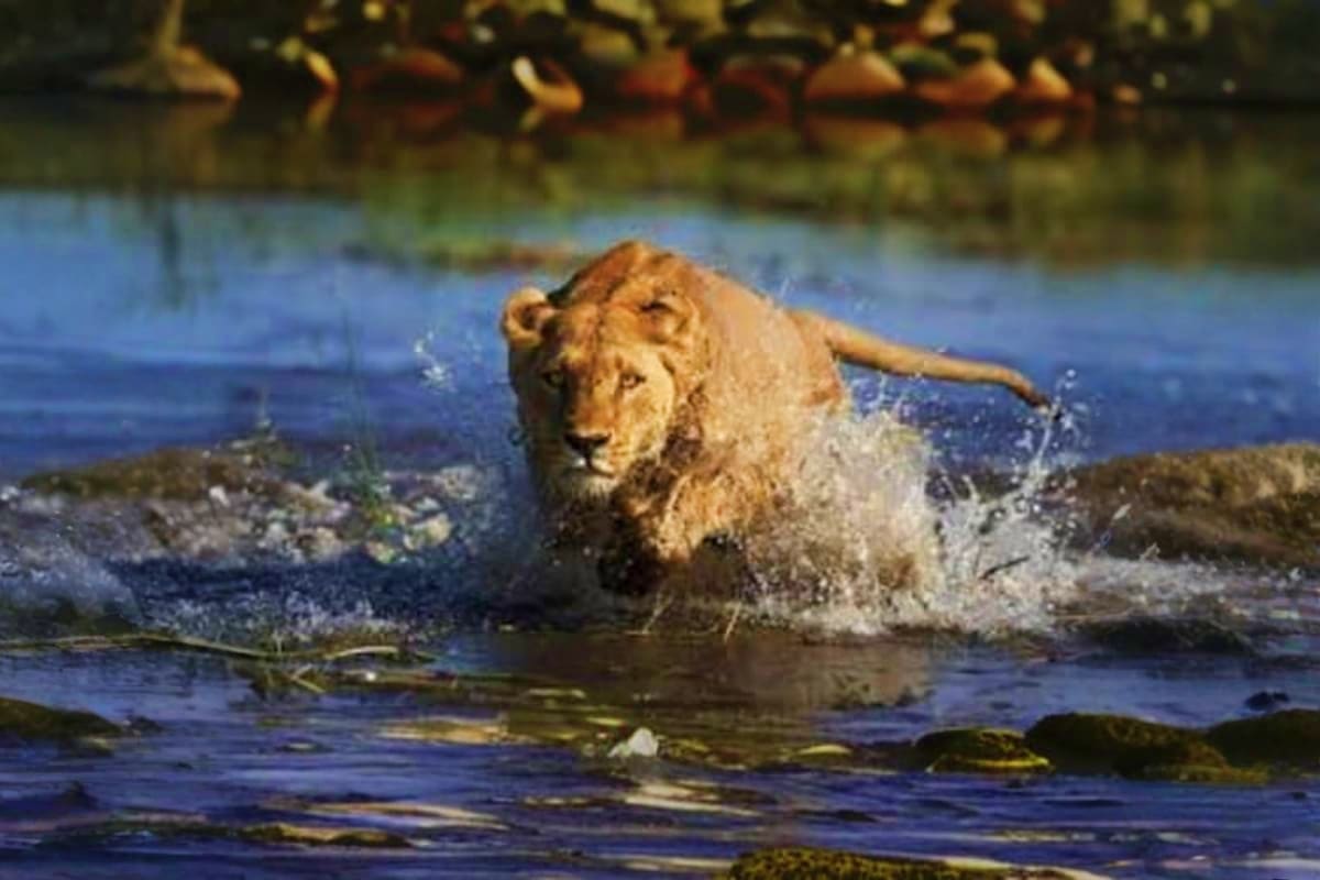 Al Ain Zoo Abu Dhabi Lion wading through shallow water at Al Ain Zoo Abu Dhabi wildlife park