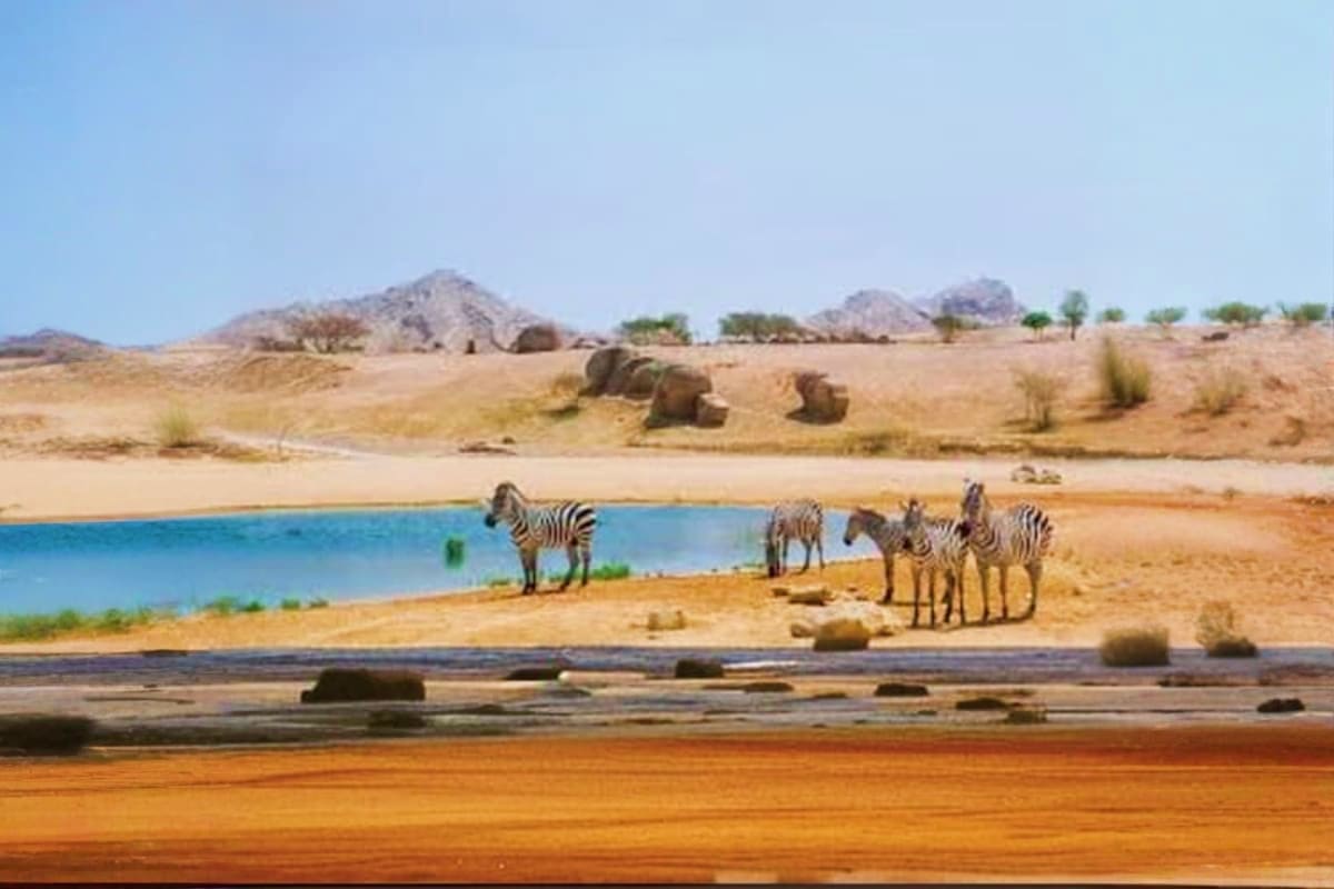 Zebras drinking at a waterhole in desert landscape with rocky hills and scattered trees at Al Ain Zoo Abu Dhabi