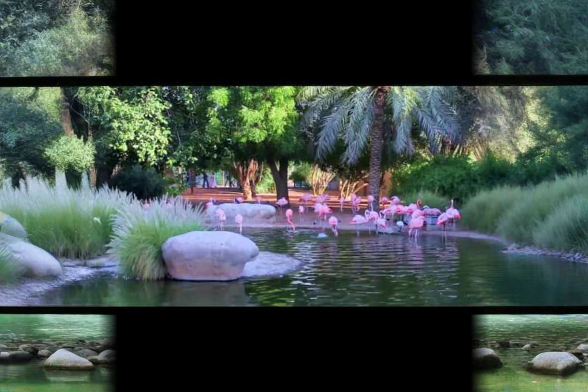 Al Ain Zoo Abu Dhabi Flamingos wading in pond at Al Ain Zoo with palm trees and manicured landscaping in background