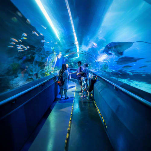 Visitors walking through an underwater tunnel at Aquaria KLCC with fish and rays swimming in the blue-lit acrylic tunnel abov