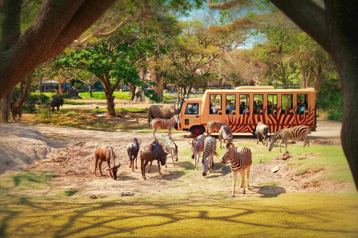 Bali Safari Park Orange safari tour vehicle with zebra stripe design surrounded by zebras, antelopes and elephants under shaded trees at Bali