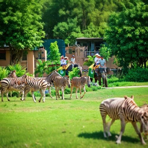 Zebras grazing on green lawn with visitors on elephant rides and safari park buildings in background at Bali Safari Park
