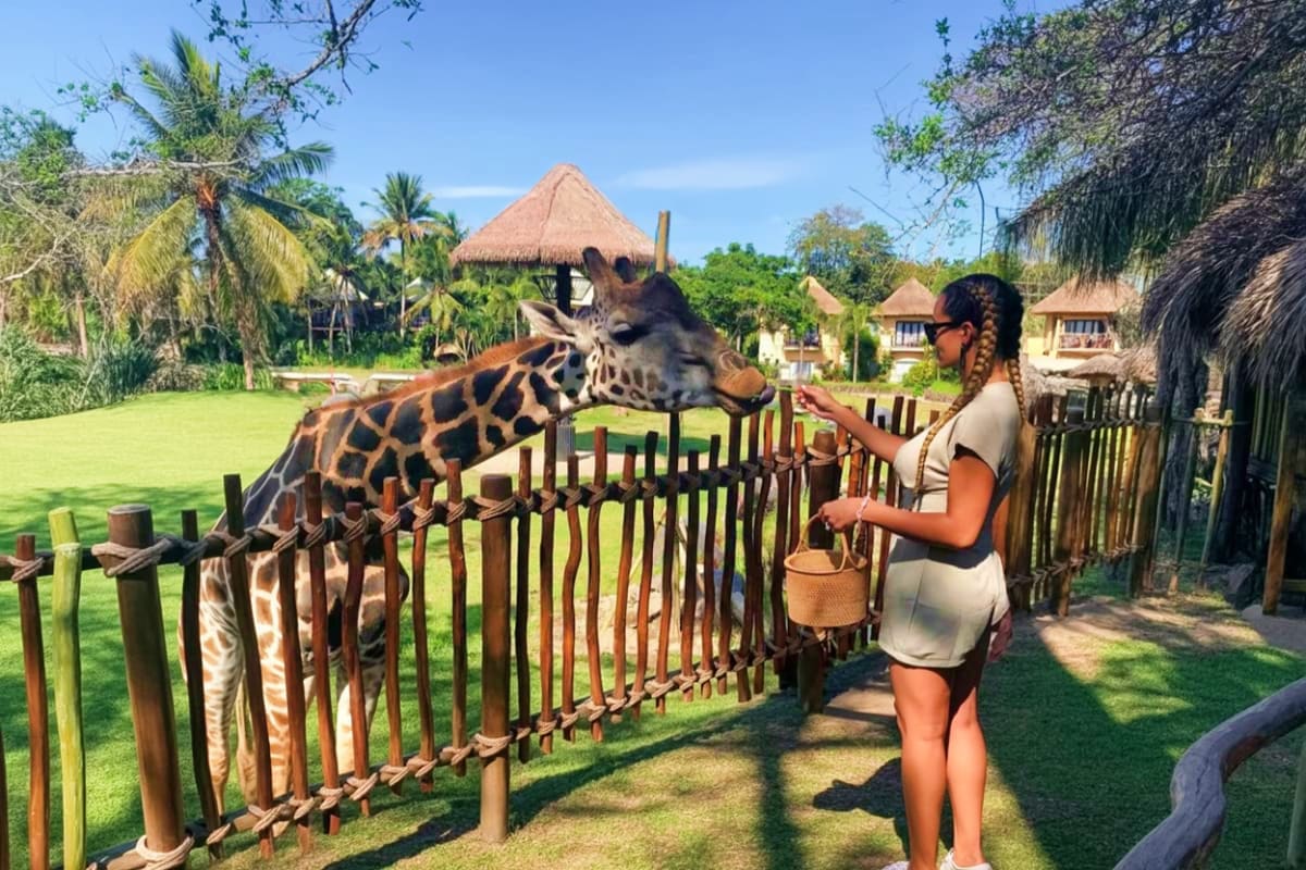 Woman hand-feeding giraffe at Bali Safari Park with thatched-roof lodge buildings in background