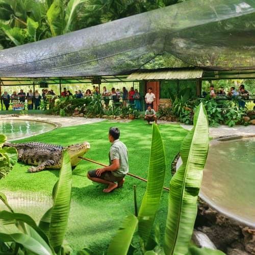 Visitor feeding crocodile at Crocodile Adventureland with large reptile in shallow water surrounded by tropical plants and sp