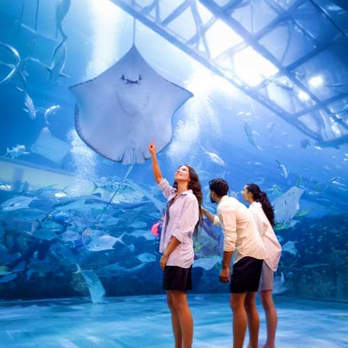 Children pointing at a giant manta ray swimming overhead in an underwater viewing tunnel at an aquarium tank