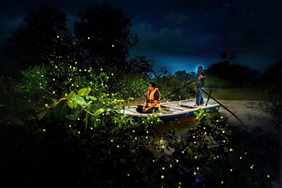 Kuala Gandah Elephants with Deerland and Magical Fireflies Tour Two people in a boat among mangrove trees illuminated by glowing fireflies at night on a river