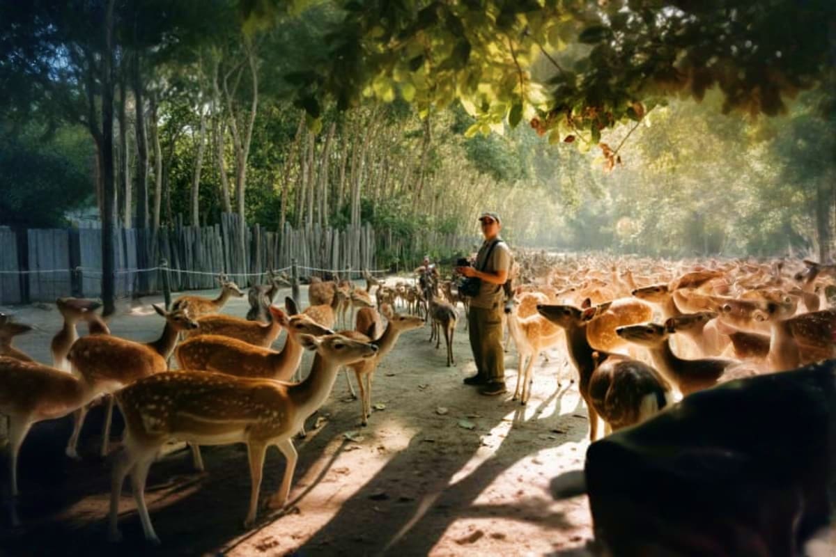 Kuala Gandah Elephants with Deerland and Magical Fireflies Tour Zoo keeper feeding a herd of spotted deer in a shaded forest pathway at Deerland wildlife sanctuary