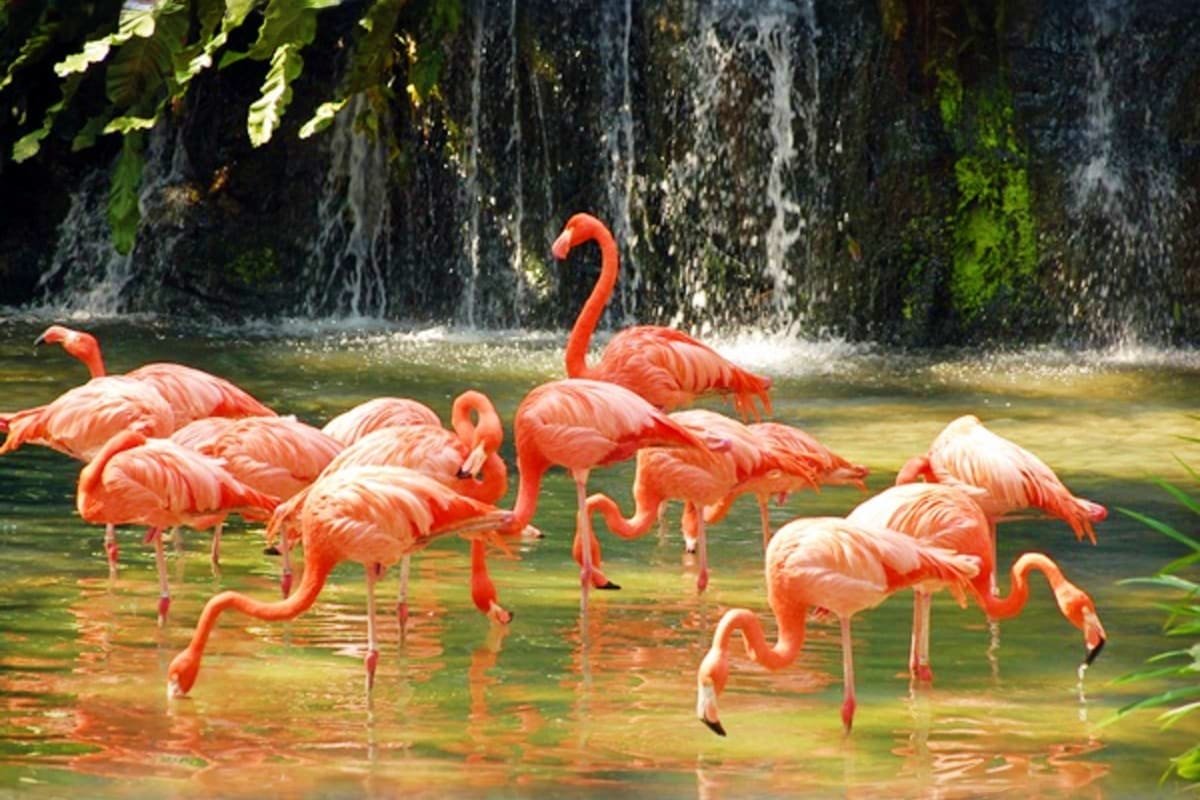 Flock of pink flamingos wading in shallow water with waterfall and moss-covered rocks in background at wildlife park