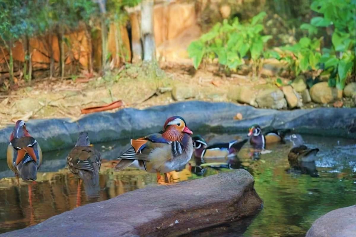 Group of colorful ducks and waterfowl gathered on logs and rocks around a shallow stream in a natural woodland setting.
