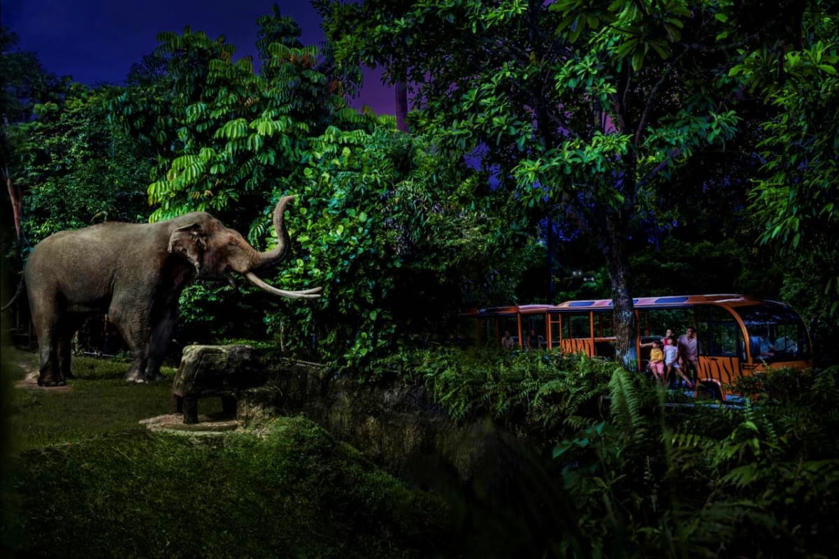 Night Safari Singapore Asian elephant reaching trunk toward vegetation near open-air tram with tourists during Night Safari Singapore evening tour