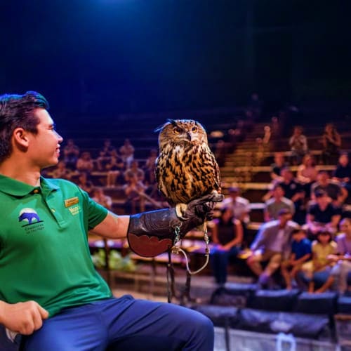 Zookeeper holding a spotted eagle-owl on gloved hand in front of audience at Night Safari Singapore indoor theater