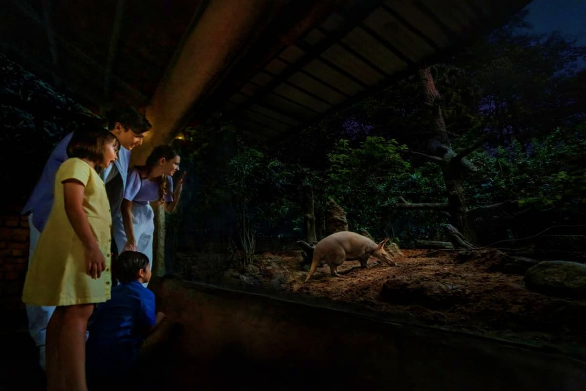 Family watching an armadillo during Night Safari Singapore tour in darkened enclosure
