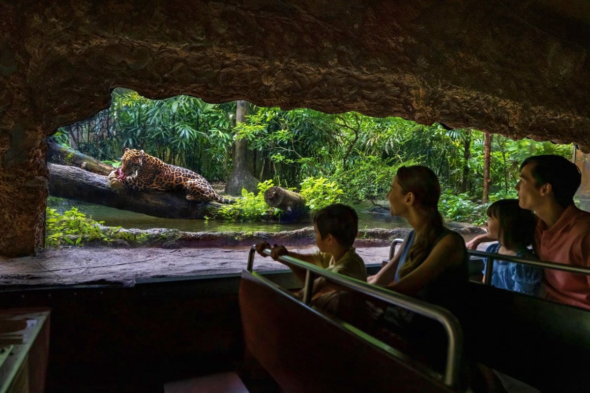 Singapore River Wonders Visitors viewing a jaguar resting on a log near water during a Singapore River Wonders zoo tour, with lush tropical foliage i