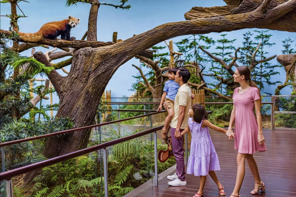 Singapore River Wonders Family observing red panda on tree branch from wooden boardwalk at Singapore zoo wildlife sanctuary