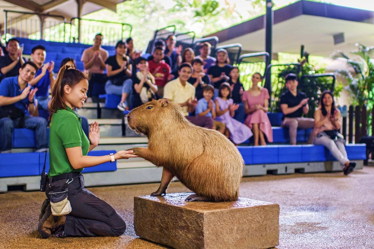 Girl in green shirt feeding a capybara on a platform while audience watches from blue bleachers at wildlife show