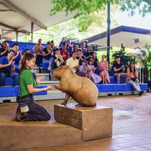 Zookeeper feeding a capybara during interactive animal encounter with audience seated in blue bleachers