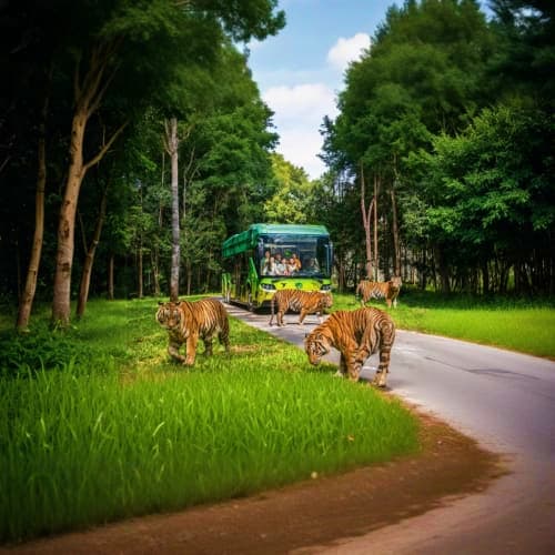 Tigers walking on road past tour bus in tree-lined safari park with visitors viewing from vehicle