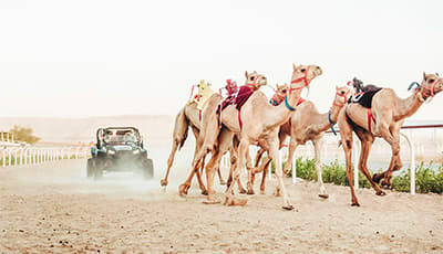 Camels racing on dirt track with jockey in traditional attire and off-road vehicle following behind at camel farm.