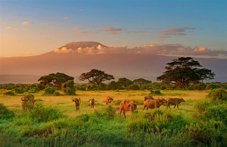 Herd of elephants grazing in golden savanna grassland with acacia trees and snow-capped Mount Kilimanjaro in background at su