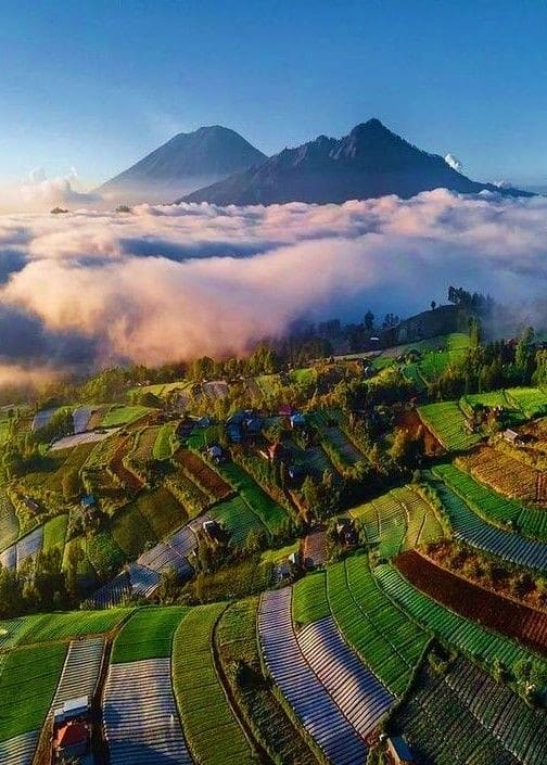 Aerial view of terraced agricultural fields with two volcanic peaks rising above morning mist in Indonesian highlands