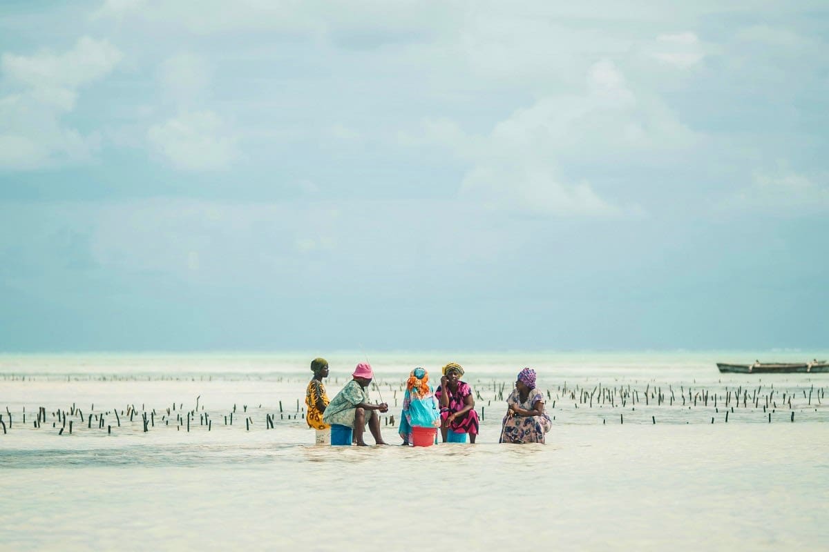 Group of women wading in shallow seawater at a Zanzibar beach with seaweed farming poles visible in the background