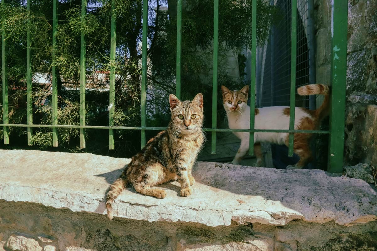 Tabby and white cats sitting on stone ledge behind green iron gate with ivy and Mediterranean architecture in background