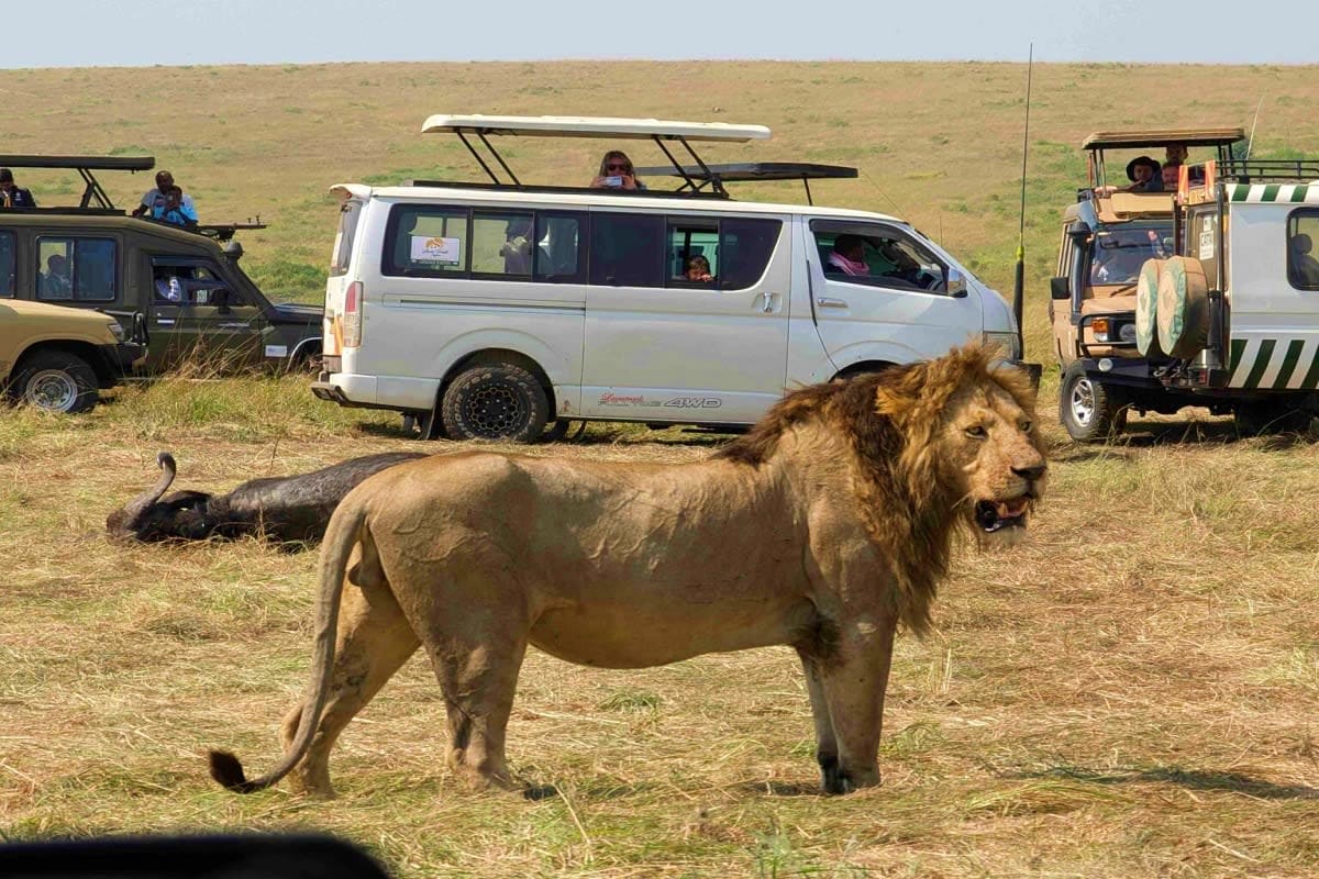 Male lion standing in savanna grassland with safari vehicles and tourists observing in background during game drive