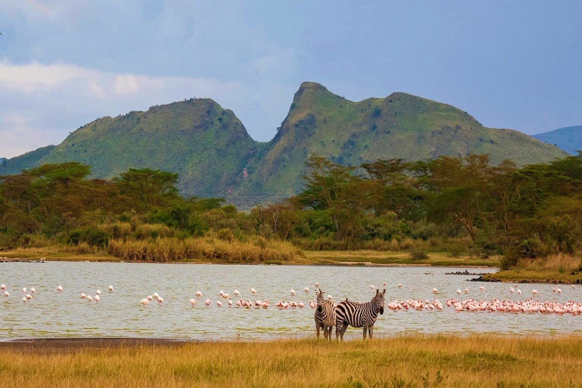 Zebras standing in shallow water with flamingos and acacia trees, volcanic mountains in background at Lake Nakuru, Kenya