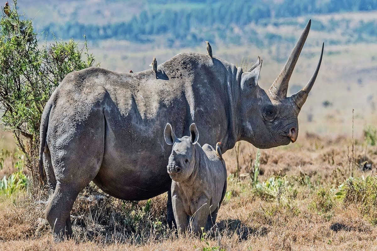 Adult black rhinoceros with calf grazing in African savanna landscape with forested hills in background