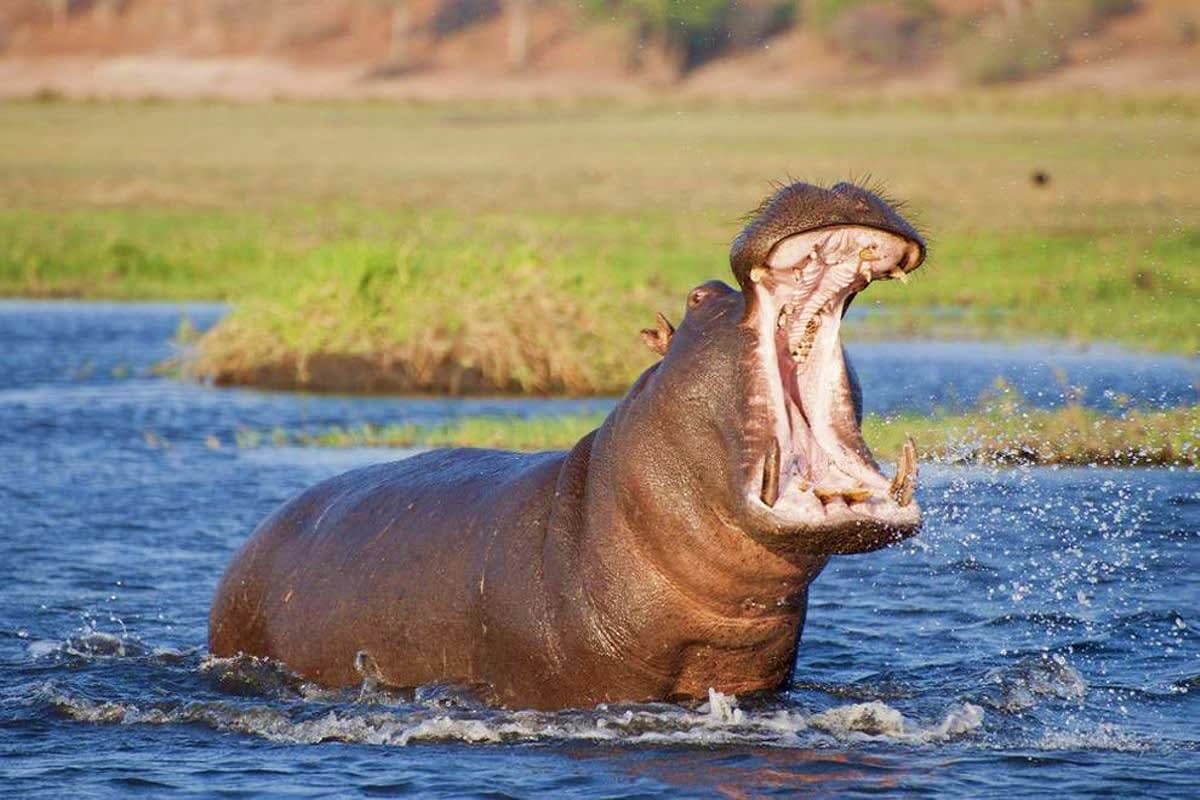 Hippopotamus with wide open mouth in shallow water with grassy banks and savanna landscape in background