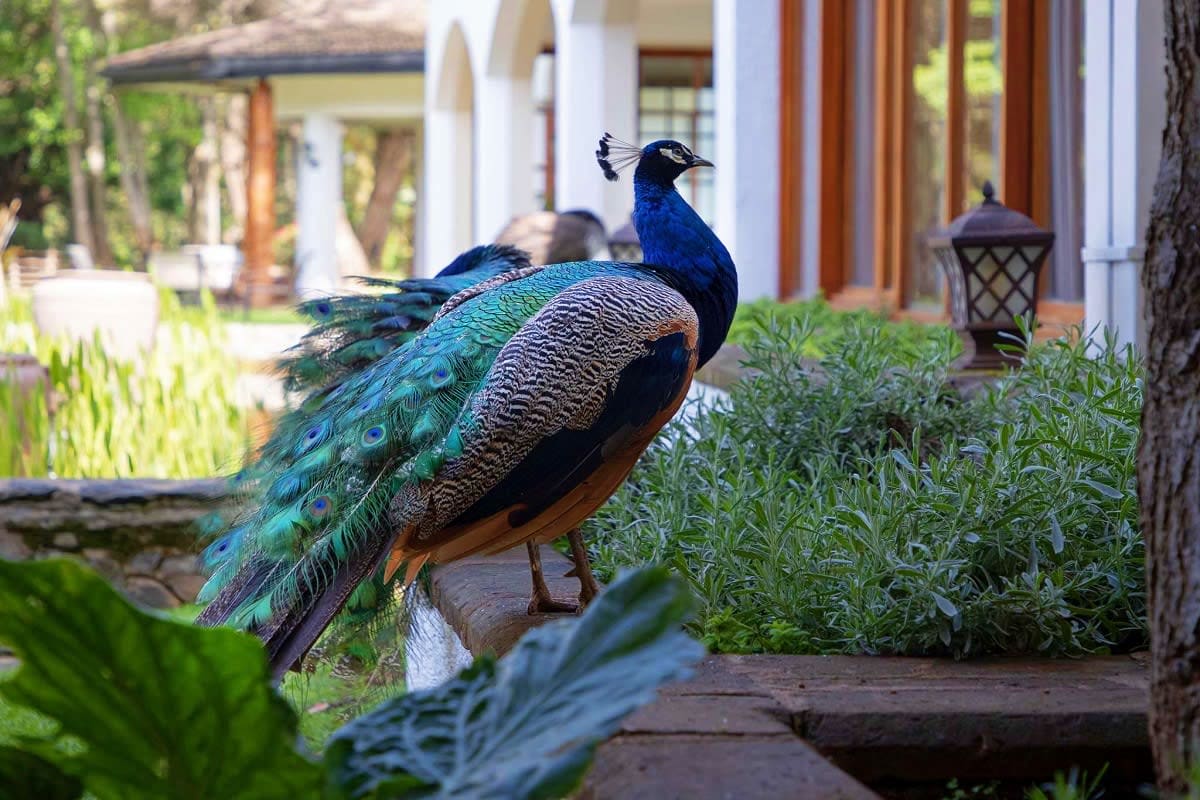 Peacock with vibrant blue head and iridescent green tail feathers standing on wooden path in luxury resort garden with white 