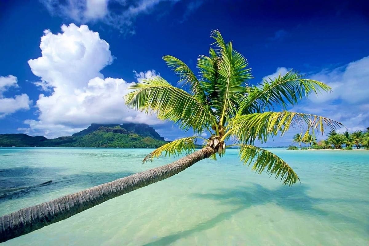 Palm tree leaning over turquoise shallow water with green volcanic mountain in background under blue sky with white clouds