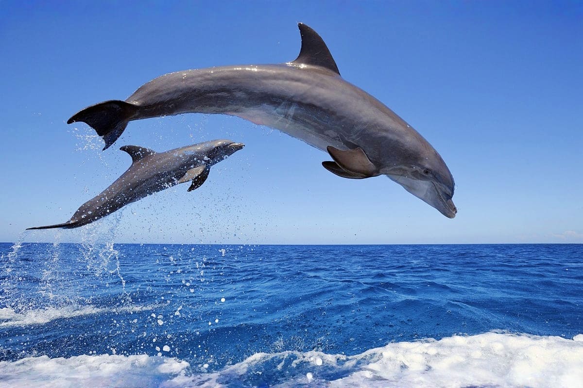 Three dolphins jumping out of blue ocean water near a sandy beach with clear sky