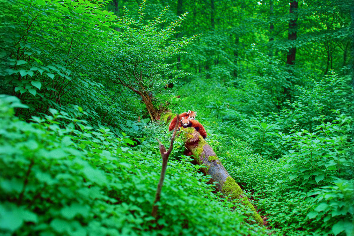 Red panda perched on moss-covered branch in dense green forest canopy, Himalayan wildlife habitat