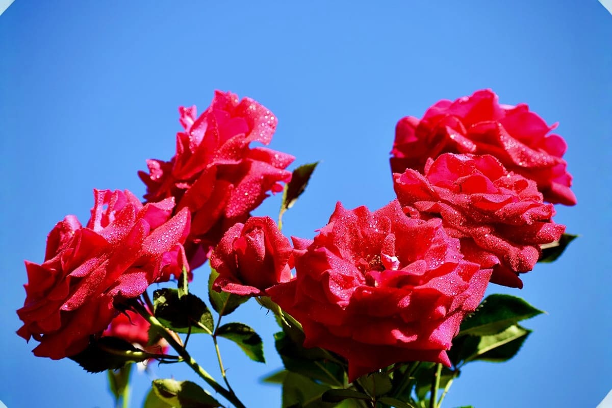 Vibrant red roses with dew drops against clear blue sky, representing Bulgaria's natural beauty and floral heritage