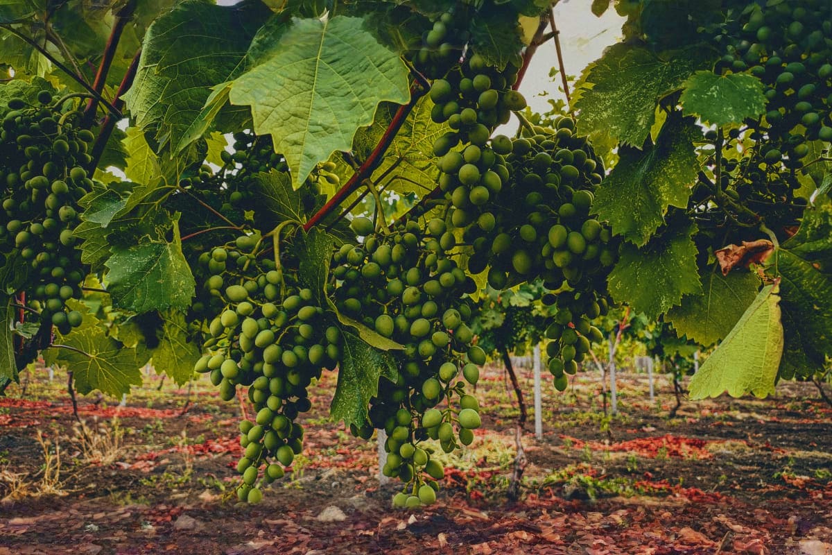 Green grape clusters hanging from vine branches with large leaves in a Moldovan vineyard field