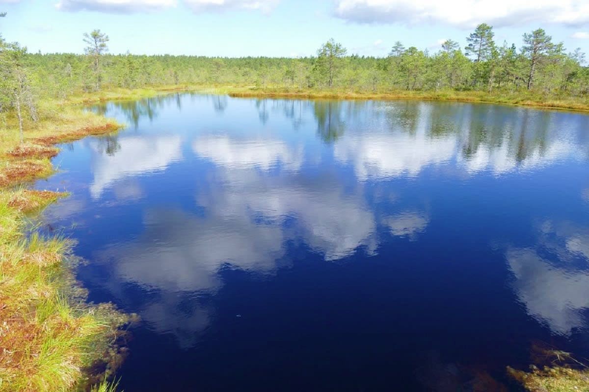 Calm lake with pine forest reflection and grassy shoreline under cloudy sky
