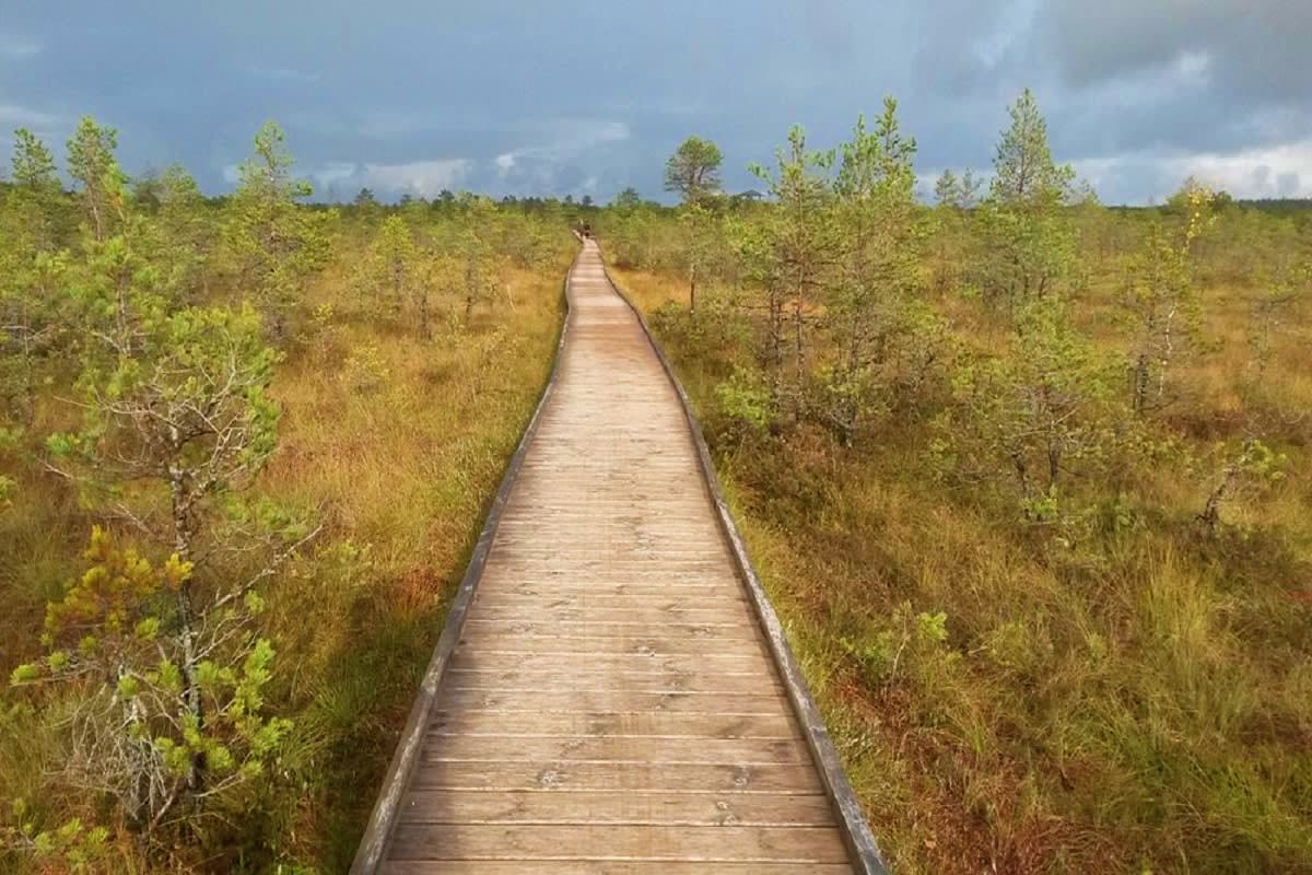 Wooden boardwalk stretching through a boreal forest landscape with sparse pine trees and natural vegetation under a cloudy sk