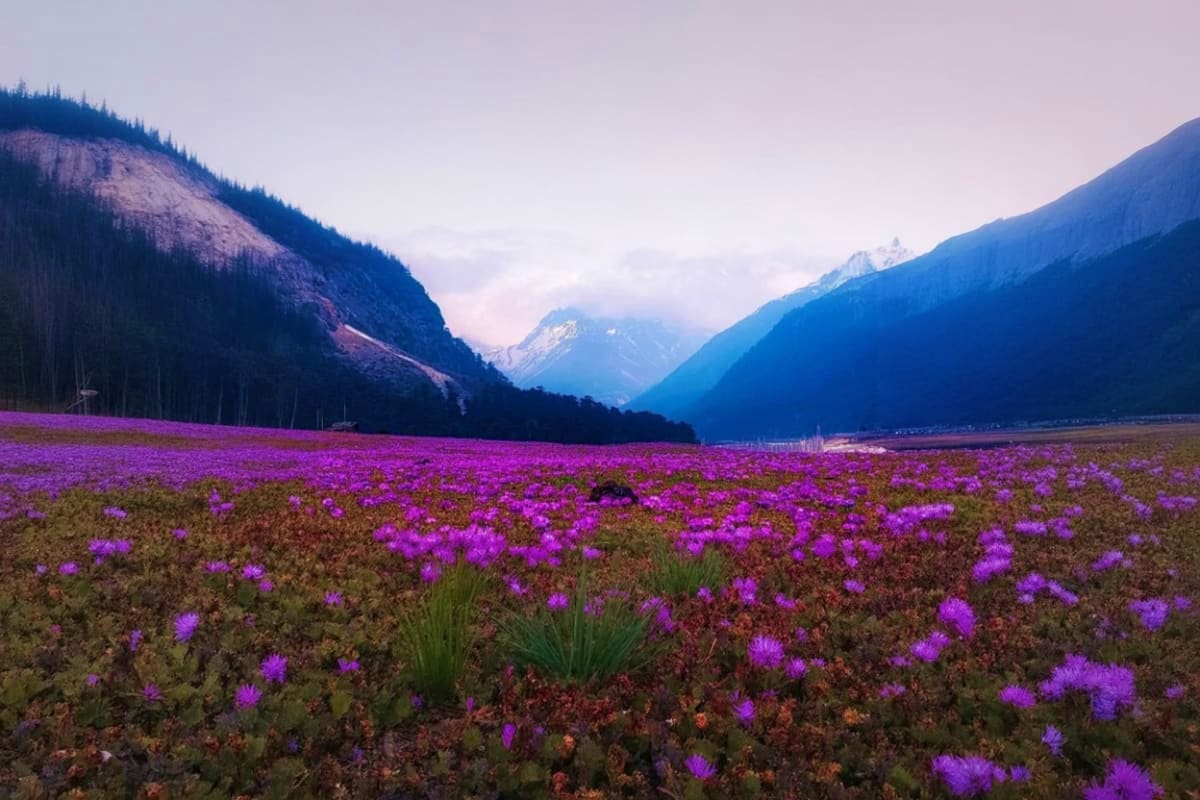 Purple flowers blooming in a mountain valley with snow-capped peaks and forested slopes in the distance