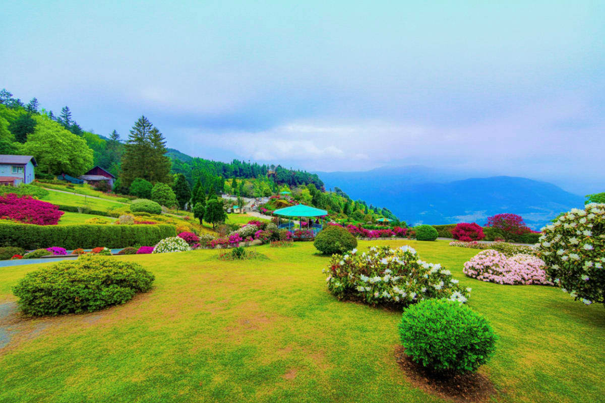 Lush green hillside garden with blooming rhododendrons overlooking misty mountain valley and lake below