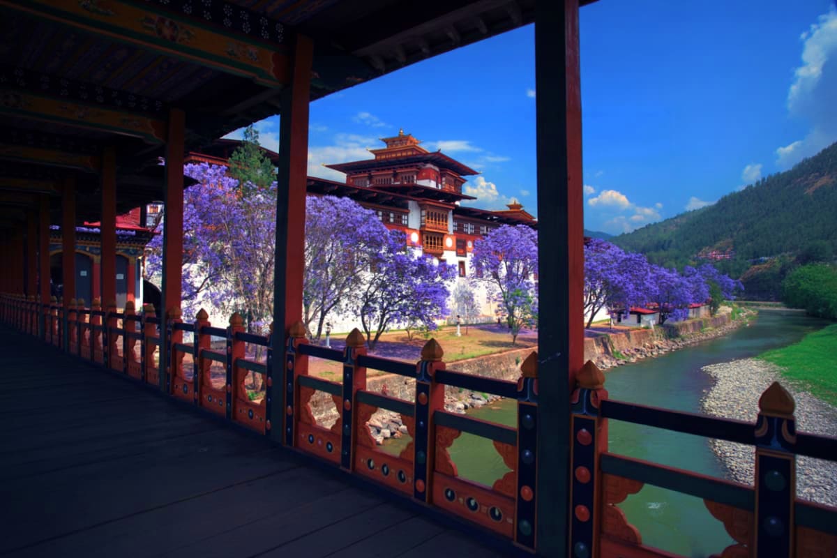 View of traditional Bhutanese palace with purple jacaranda trees and river from wooden pavilion balcony