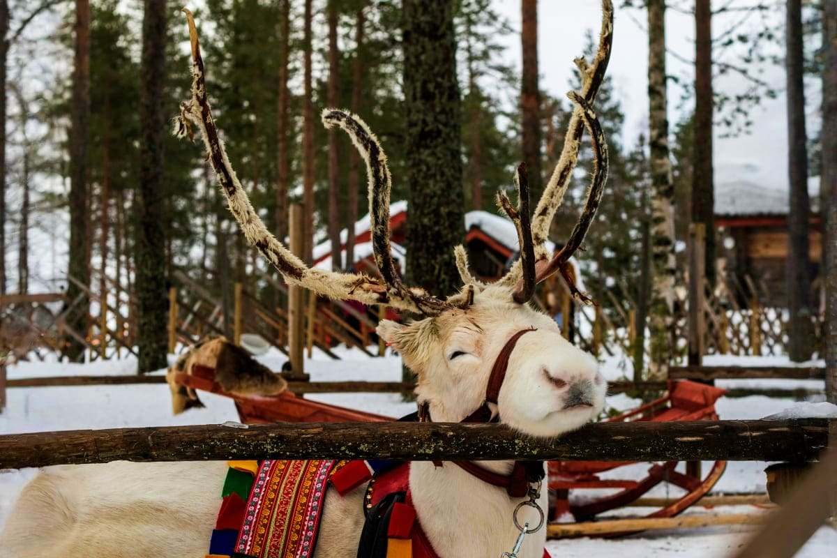 White reindeer with large antlers wearing decorative harness in snowy forest clearing with traditional wooden structures and 