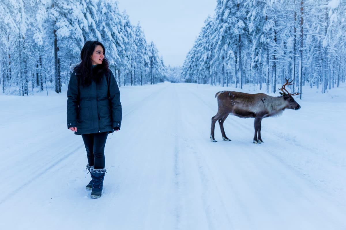 Woman in winter coat standing on snowy road with reindeer and snow-covered pine forest in Finnish Lapland