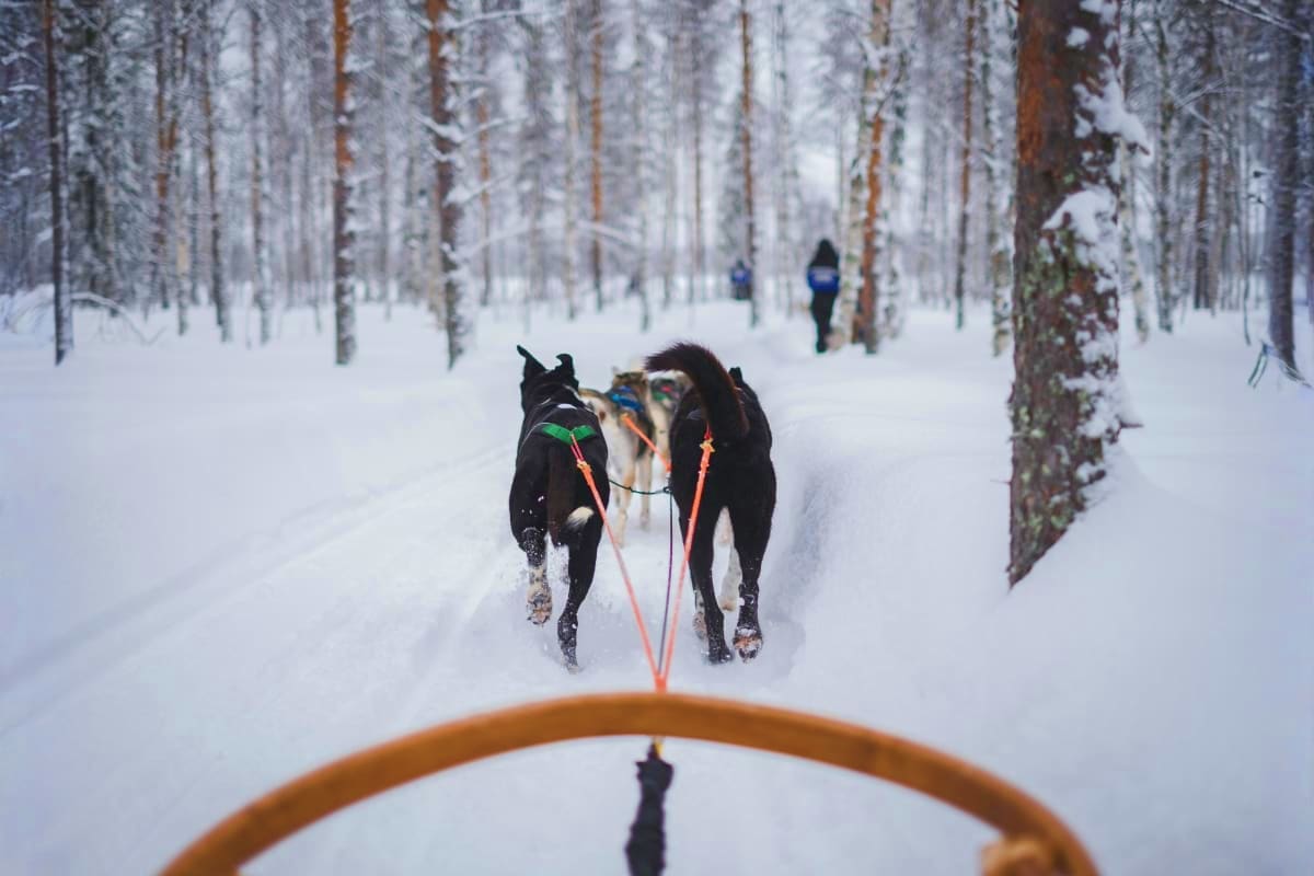 Sled dogs pulling a sleigh through a snowy forest trail lined with frost-covered birch trees in Finland