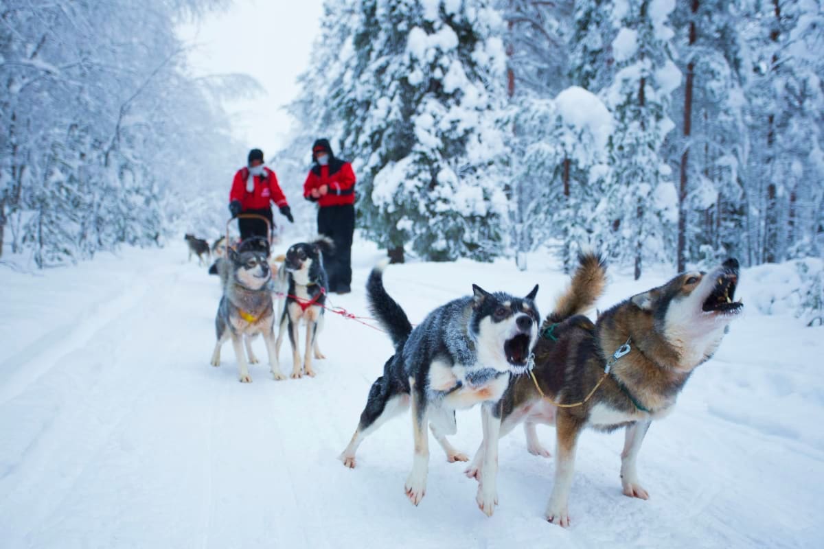 Husky dog sledding team running on snowy forest trail in Finnish Lapland with mushers in red jackets following behind