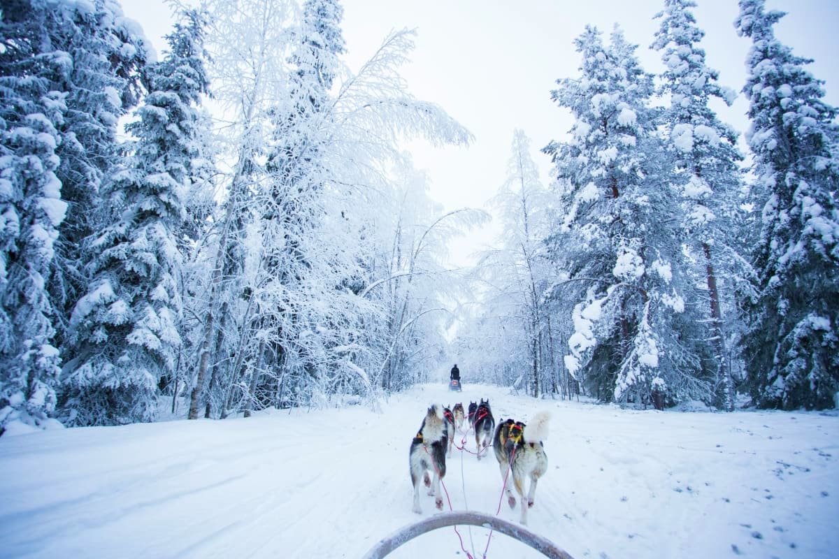 Dog sled team running through snow-covered forest lined with frost-laden pine trees in winter landscape