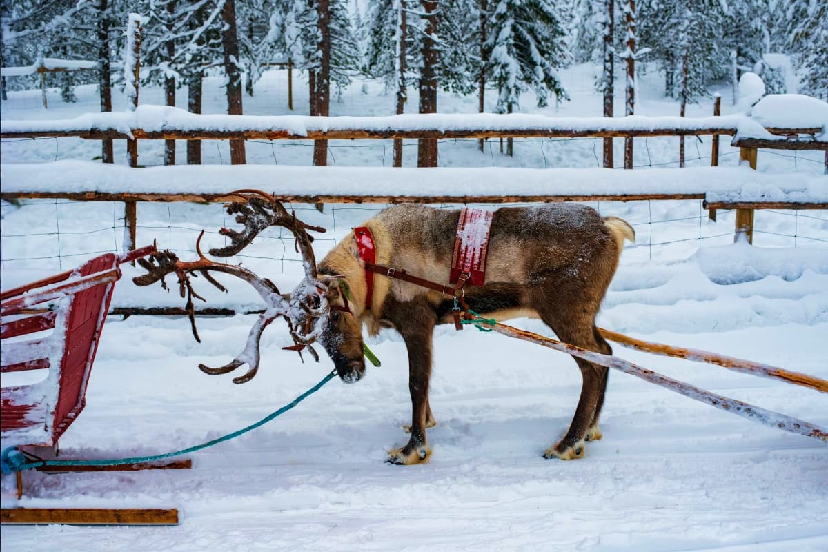 Reindeer harnessed with red and gray tack pulling a sleigh through deep snow with evergreen forest and wooden fence in backgr